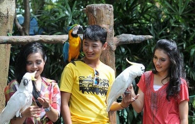 the jungle waterpark bogor - bird park