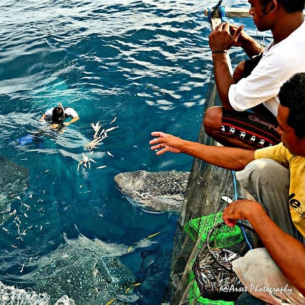 Teluk Cendrawasih Shark Feeding