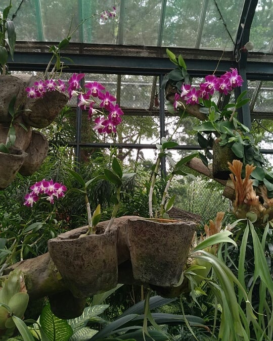 Kebun Raya Bogor Flower Collection