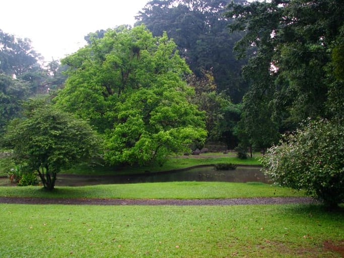 Kebun Raya Bogor Rindang