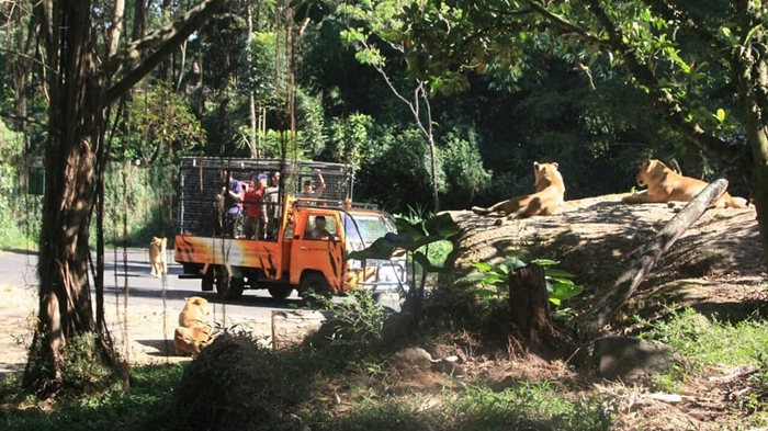 Taman Safari Bogor Siang
