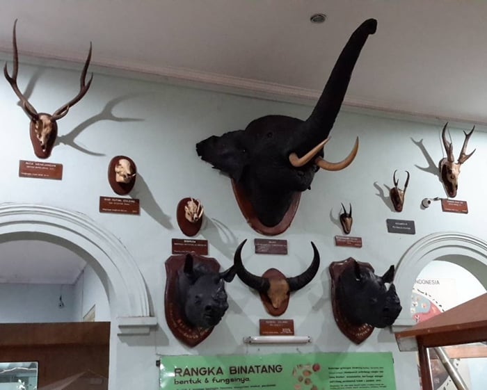 Museum Zoologi Koleksi 2