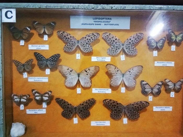 Museum Zoologi Kupu kupu