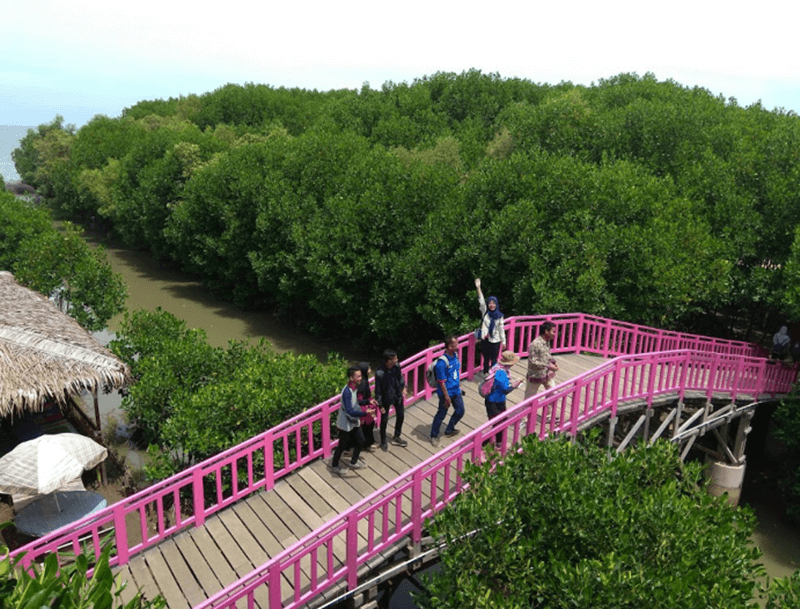 Jembatan Elok Mangrove Brebes