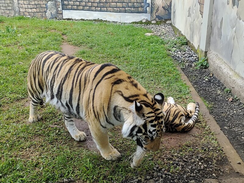 Harimau Di Lembang Park And Zoo