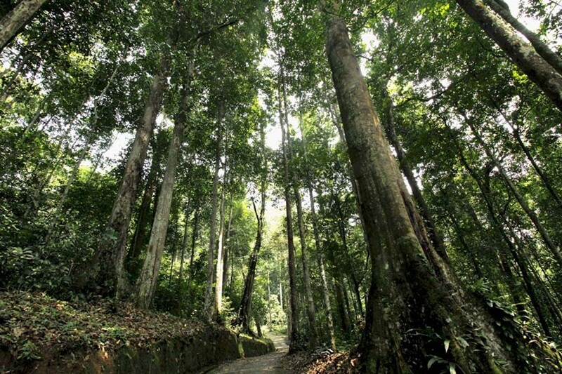 Hutan Ketambe Aceh