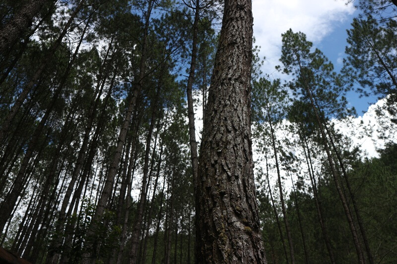 Jajaran Pohon Pinus Yang Selalu Memayungi