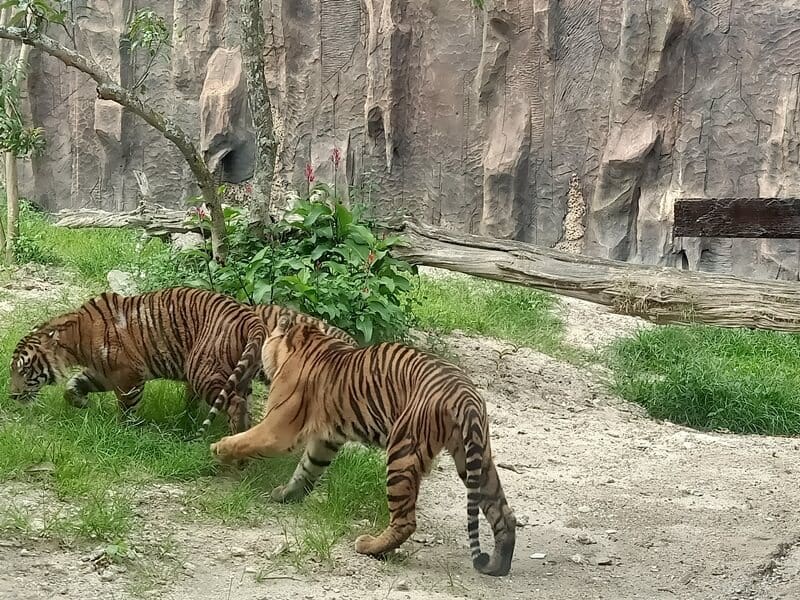 Koleksi Harimau Sumatera di Taman Margasatwa Kinantan