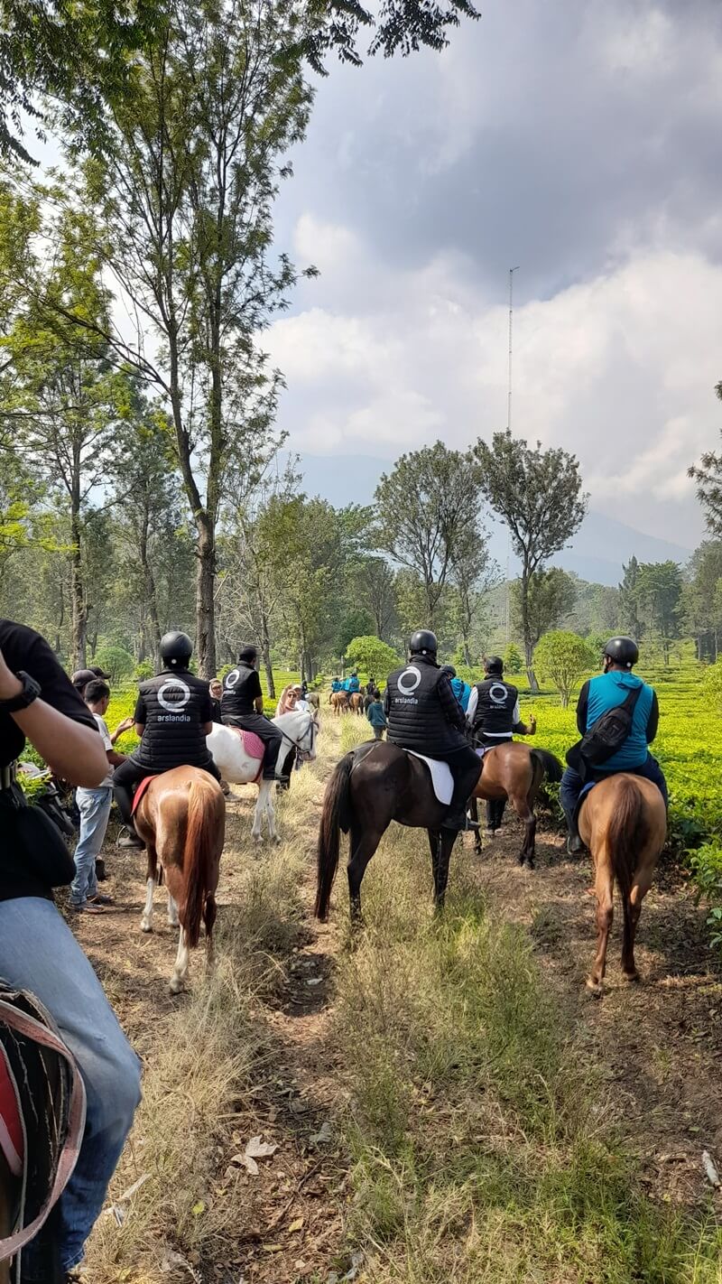eksplor kebun teh dengan kuda