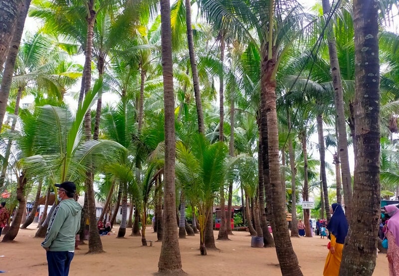 pohon kelapa di pantai kelapa