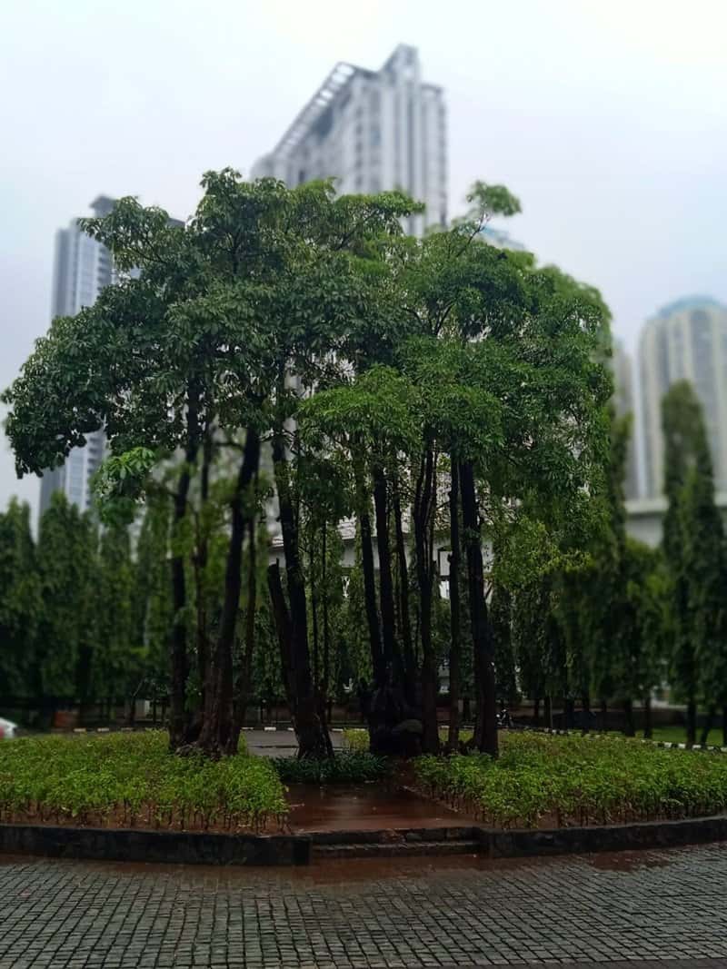 Tingginya Pohon vs Tingginya Gedung