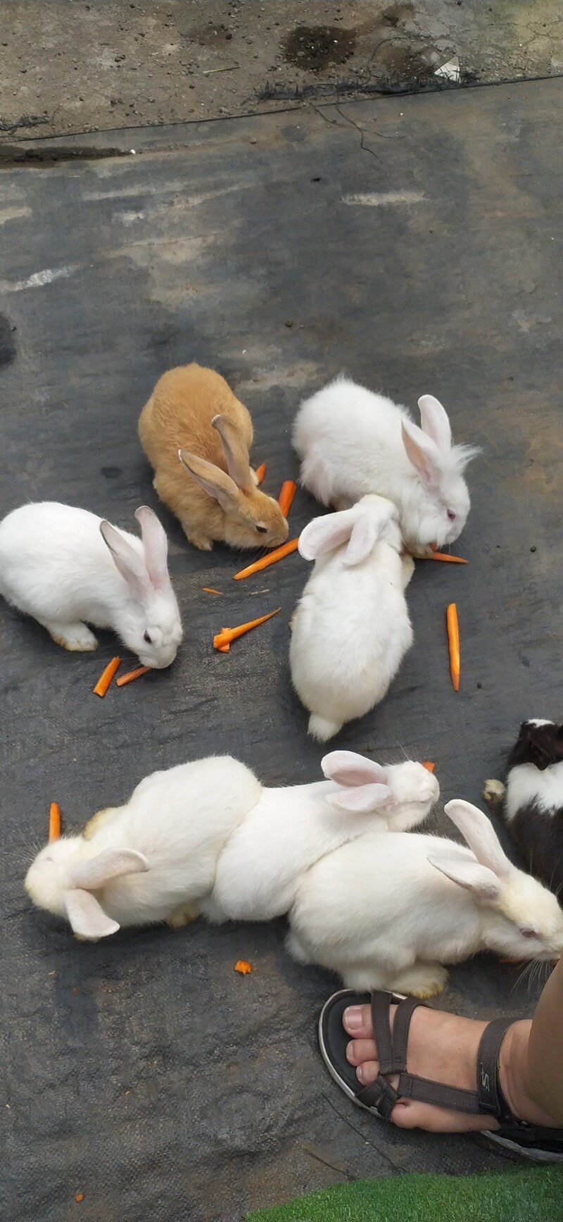 memberi makan kelinci