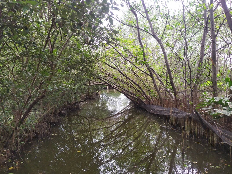 terowongan mangrove
