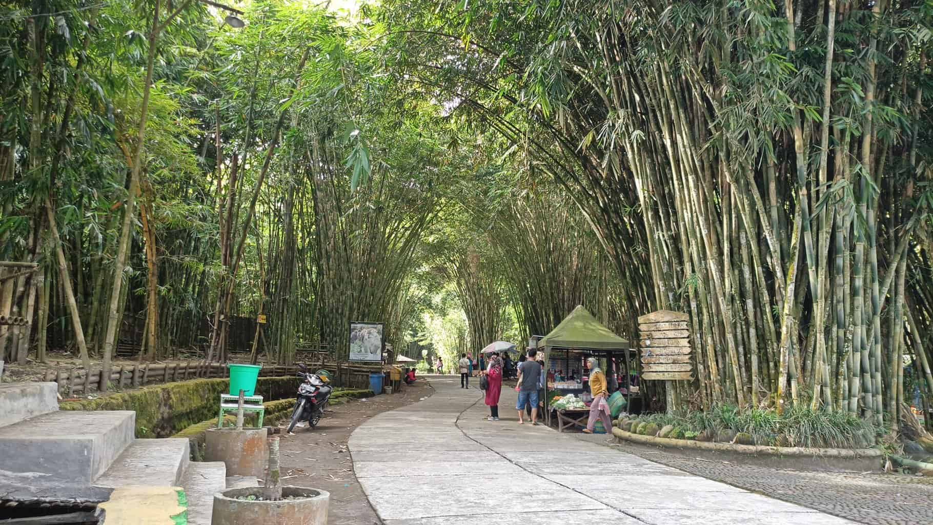 hutan bambu lumajang