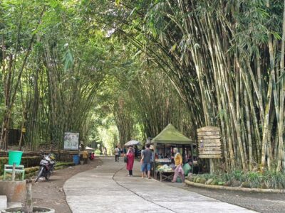 wisata hutan bambu lumajang
