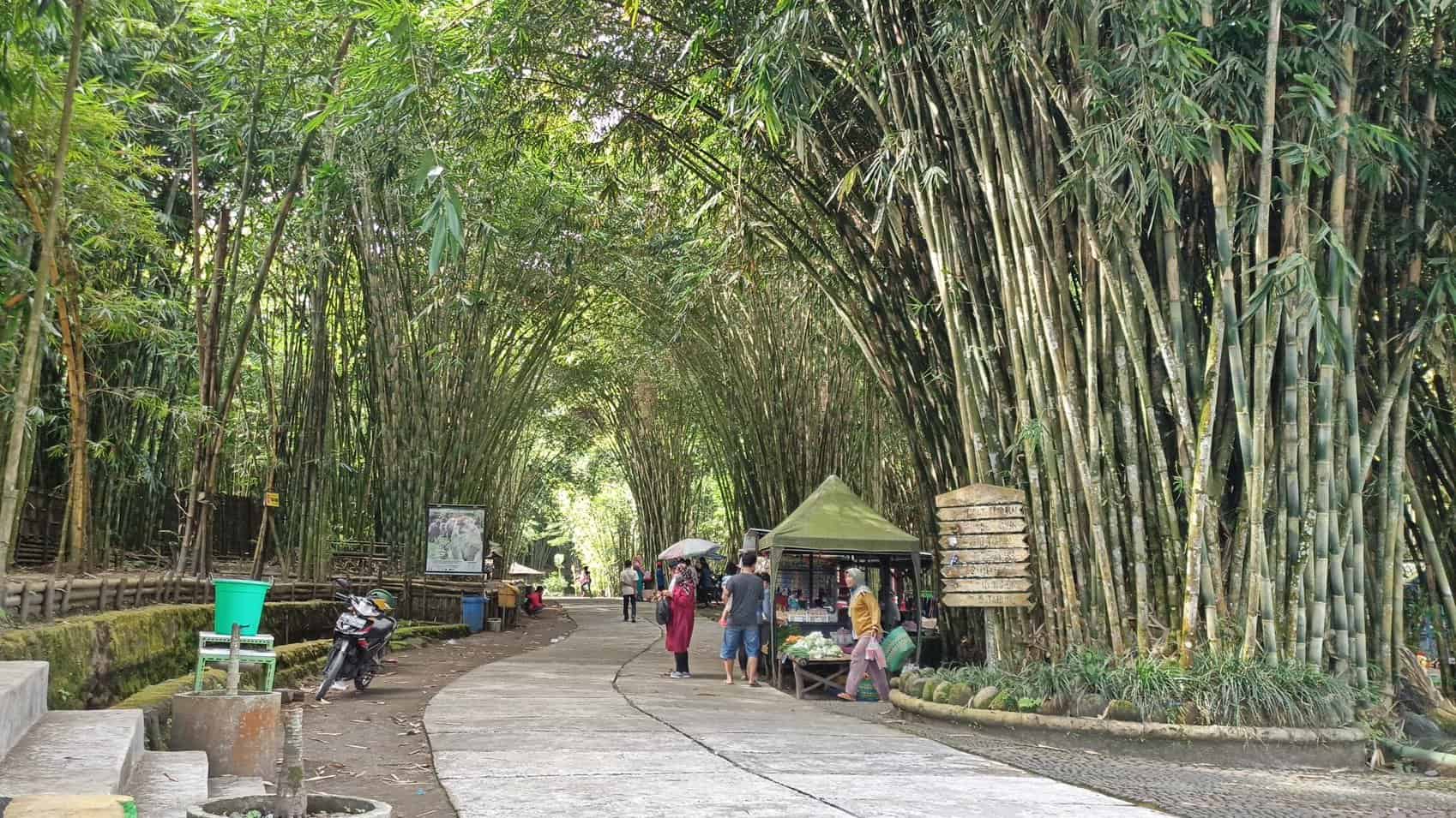 wisata hutan bambu lumajang