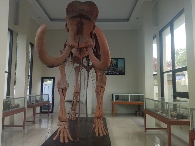replika fosil gajah