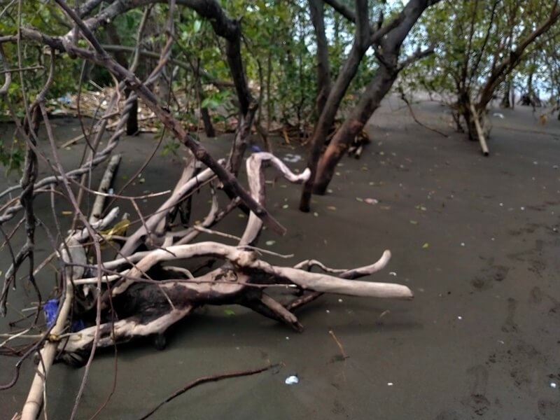 hutan mangrove mojo