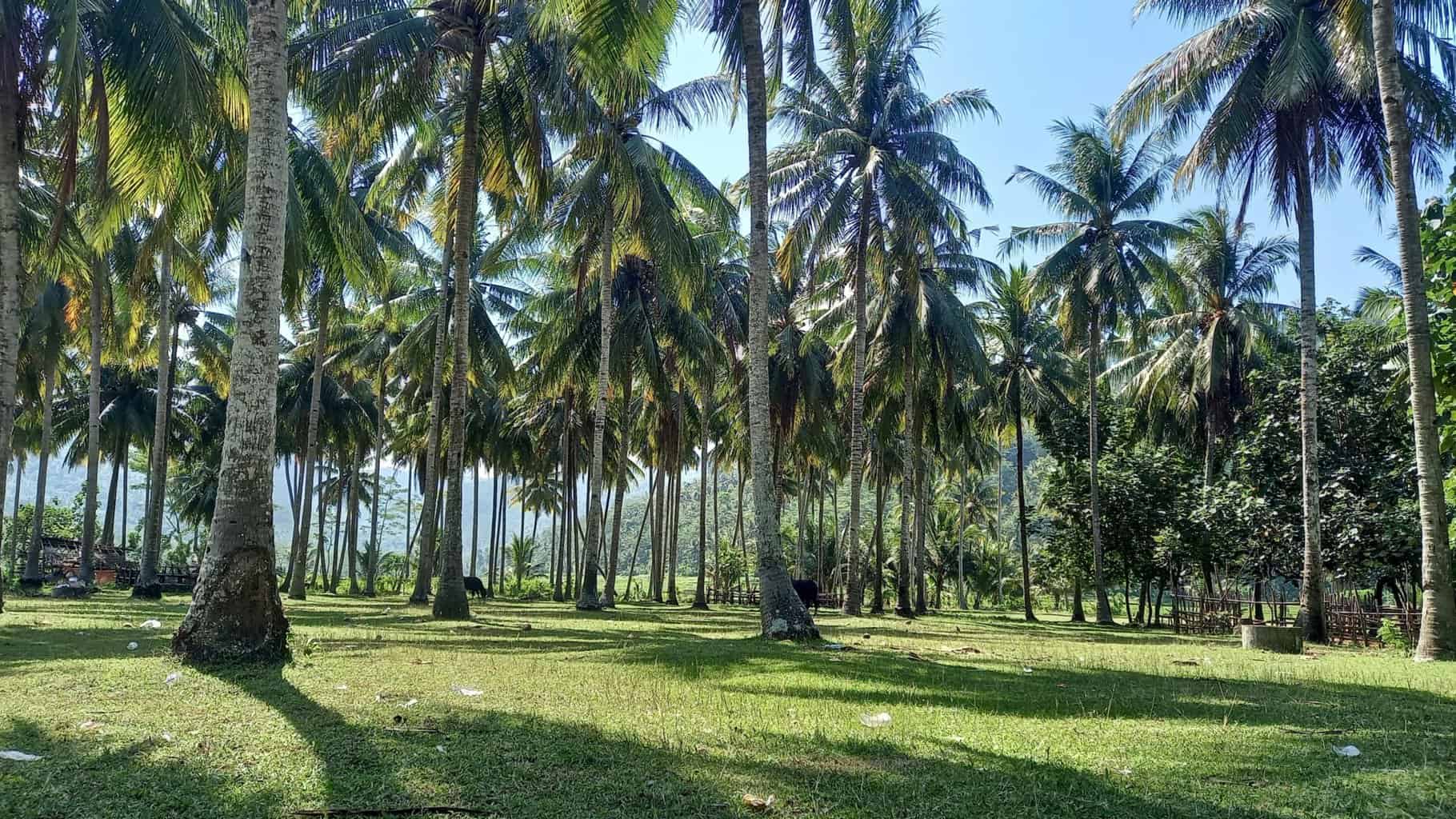 pepohonan kelapa rindang sekitar pantai ngulungwetan
