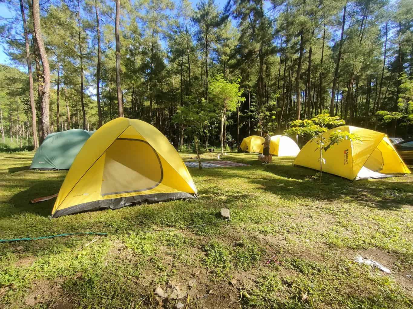 camping di hutan pinus loji