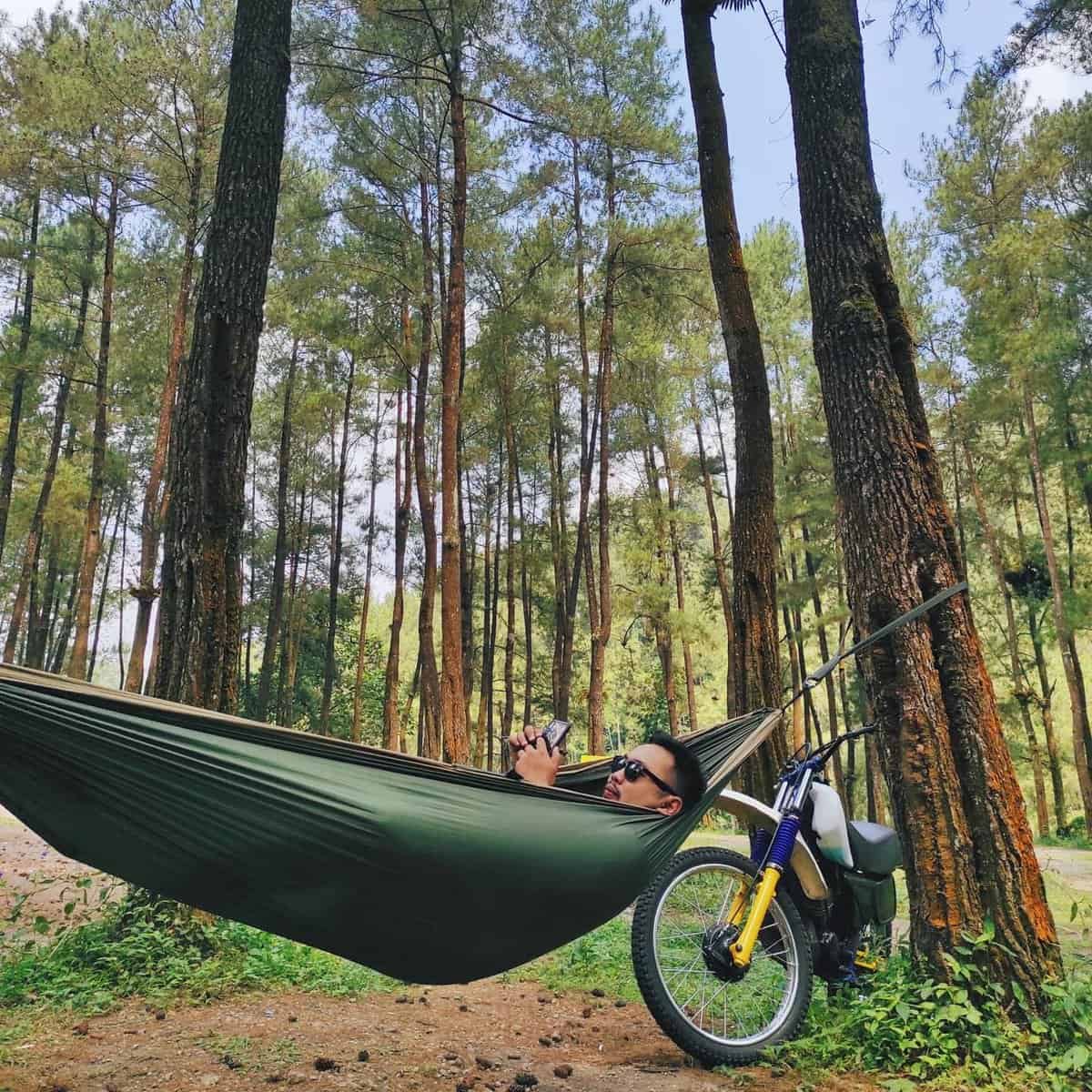 hammock di hutan pinus loji