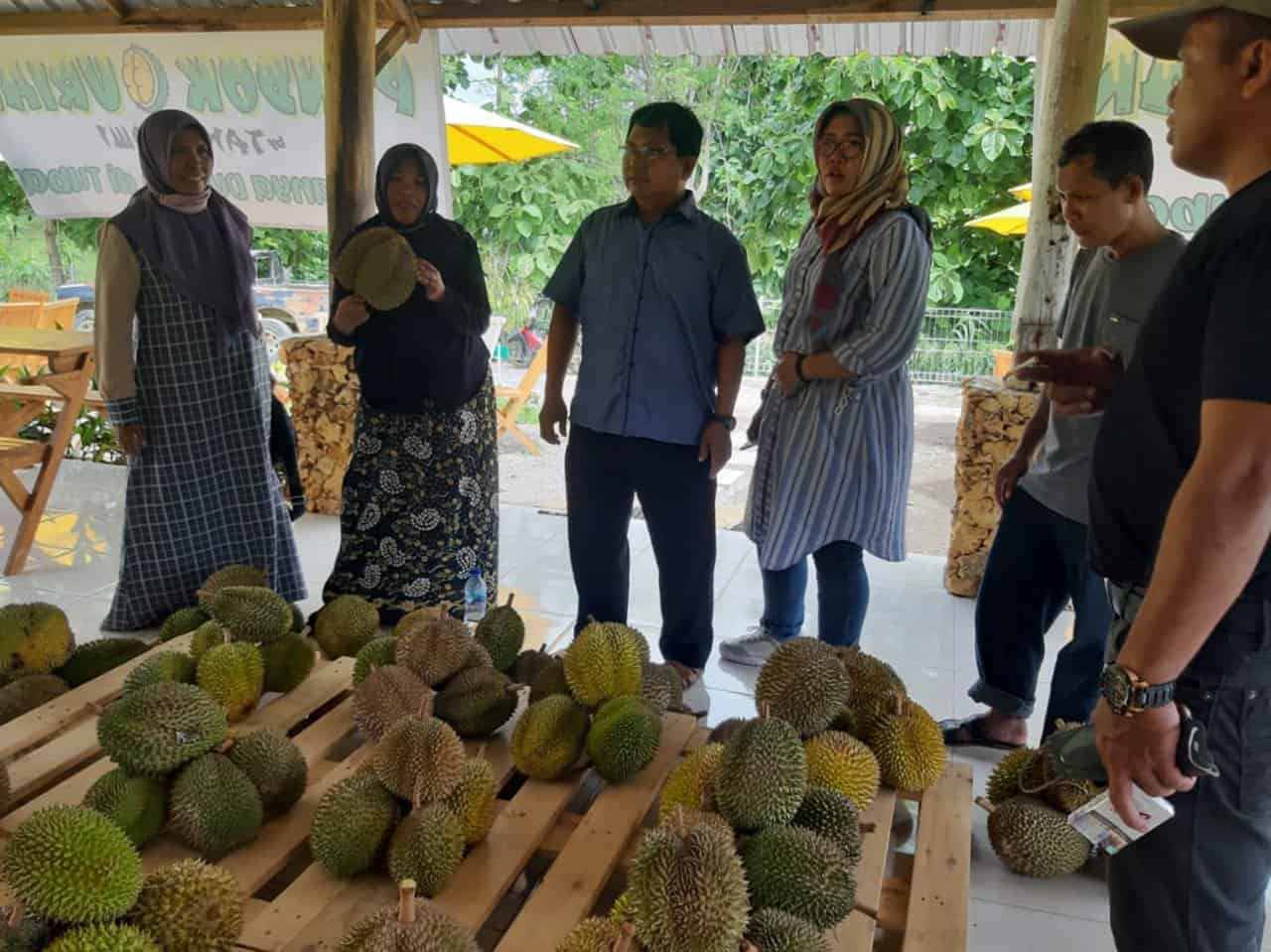 menikmati durian di kebun durian tanazawi