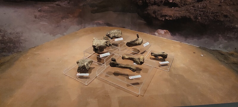 sebagian koleksi fosil di museum semedo