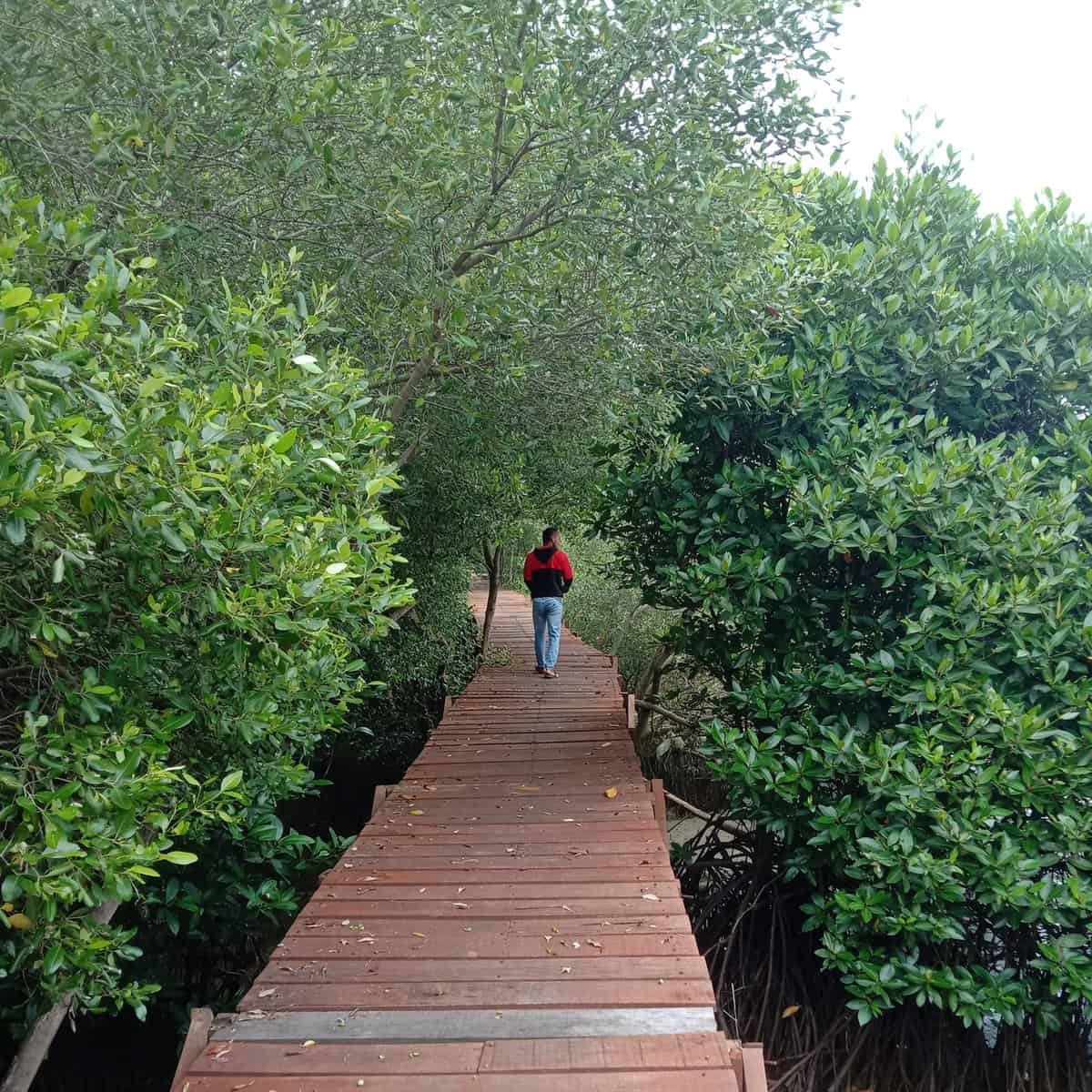 jembatan kayu di hutan mangrove ujungpangkah