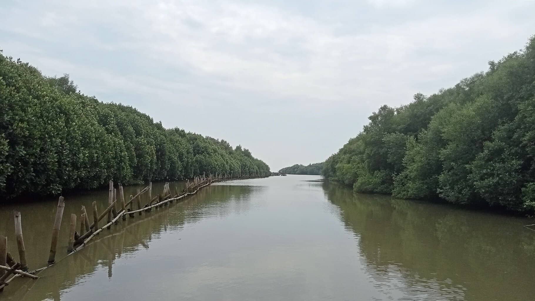wisata hutan mangrove ujungpangkah
