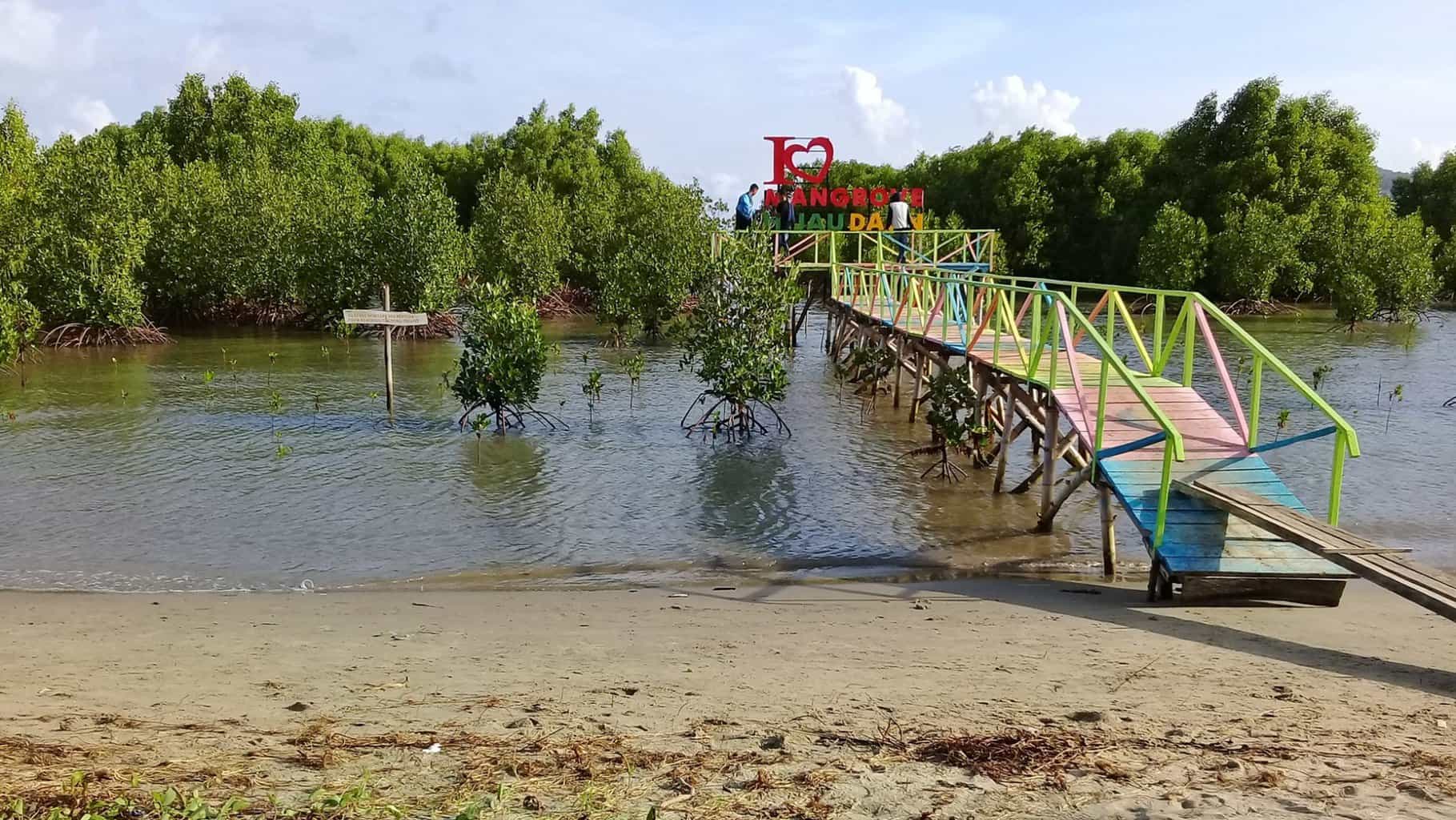 wisata mangrove hijau daun