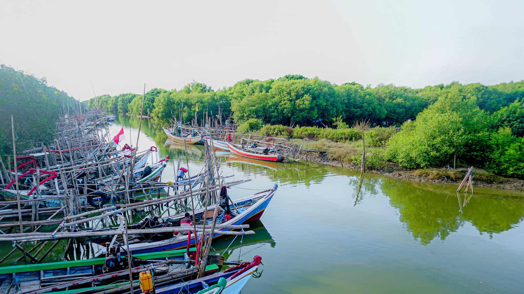 wisata mangrove ujungpangkah