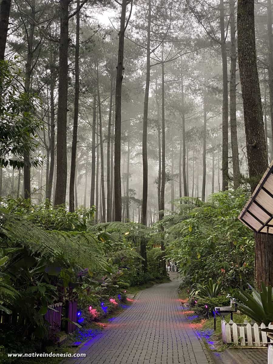 Jalur pejalan kaki di orchid forest