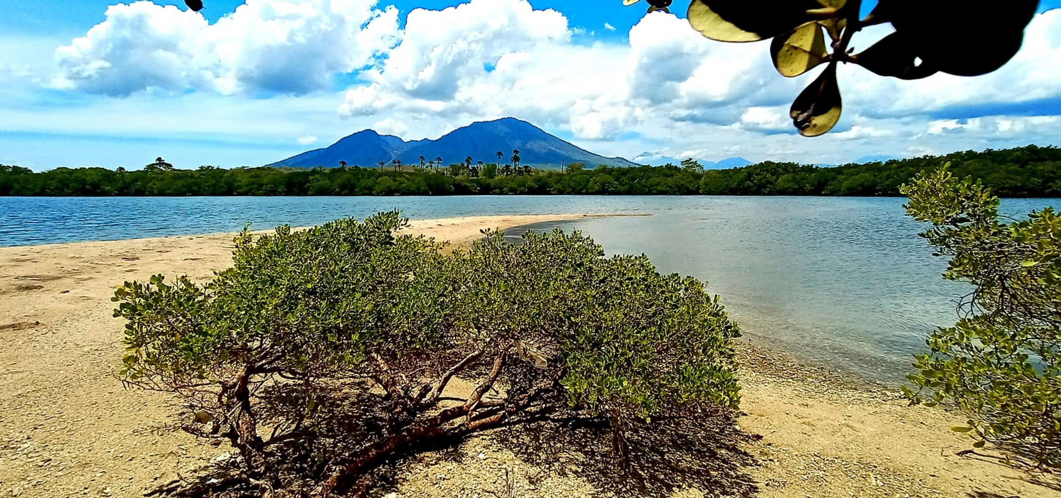 vegetasi mangrove pantai sejile