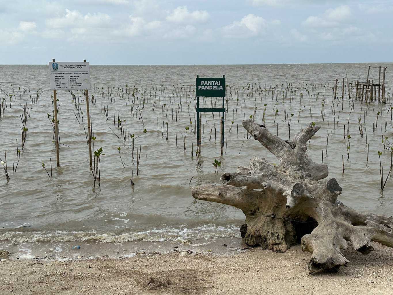 hutang mangrove di pantai pandela