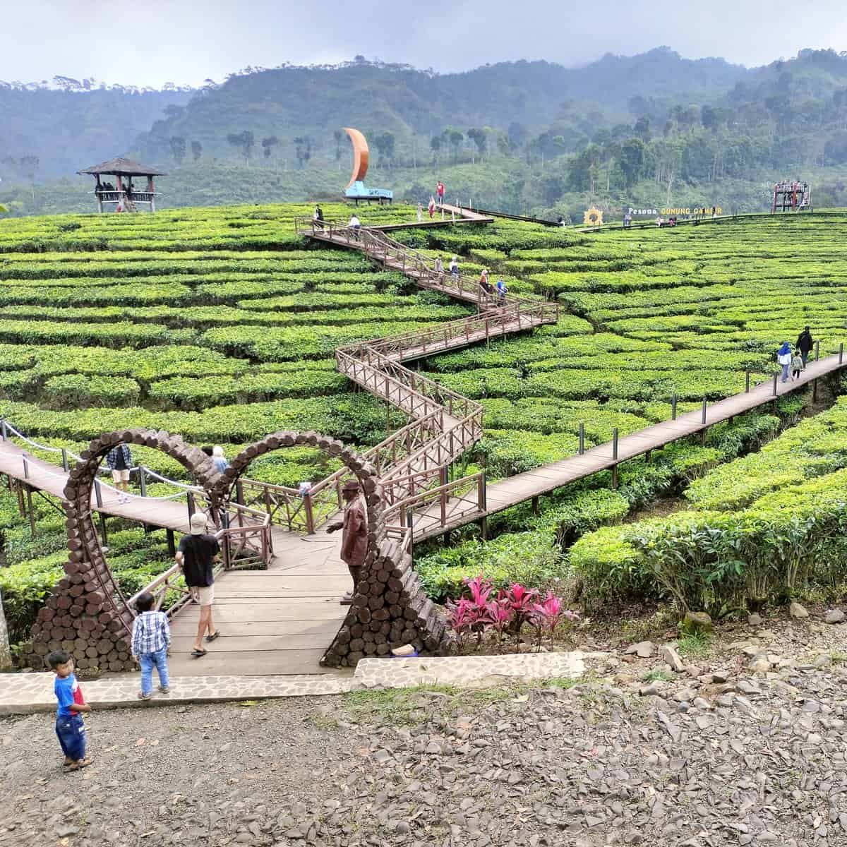 wisata kebun teh gunung gambir