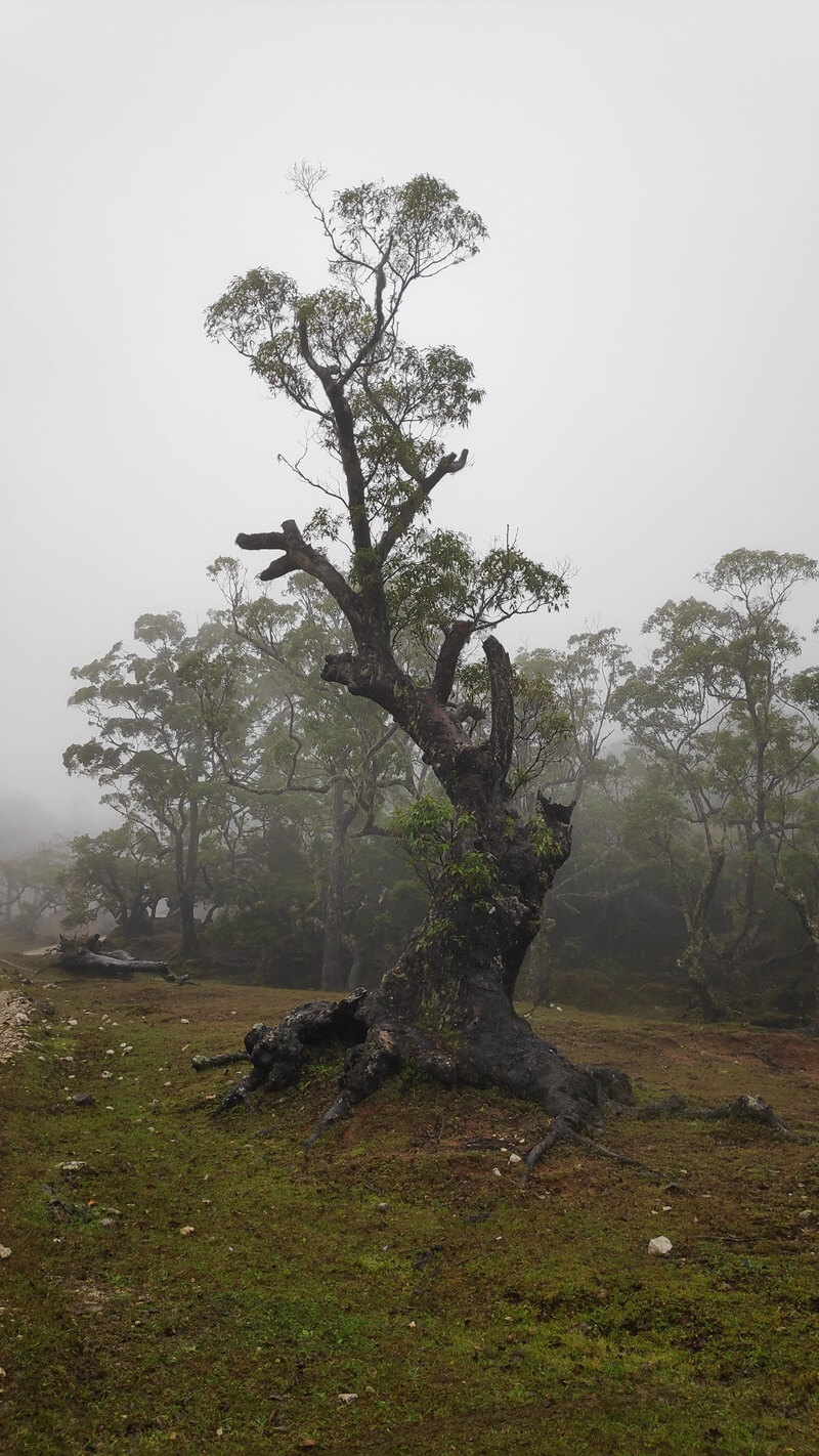 hutan bonsai dengan umur pohon ratusan tahun
