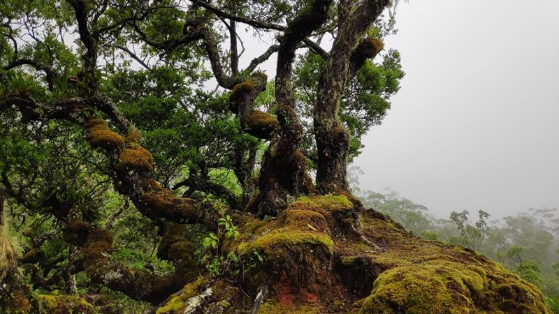 hutan bonsai fatumnasi