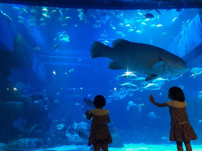 Jakarta Aquarium Dan Safari, Wisata Edukasi Seru Yang Ciamik Di Dalam Mall