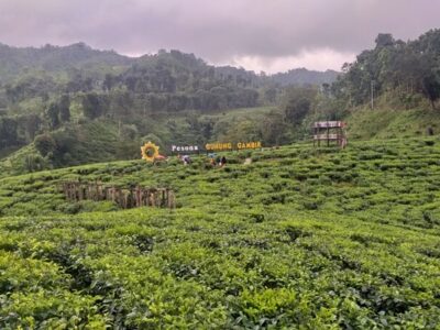 landscape kebun teh gunung gambir