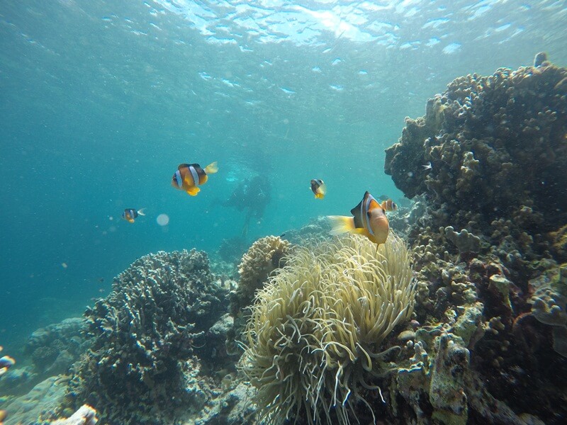 ekosistem bawah laut yang beragam