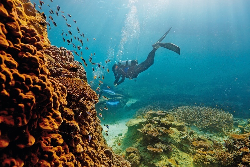 diving di great barrier reef